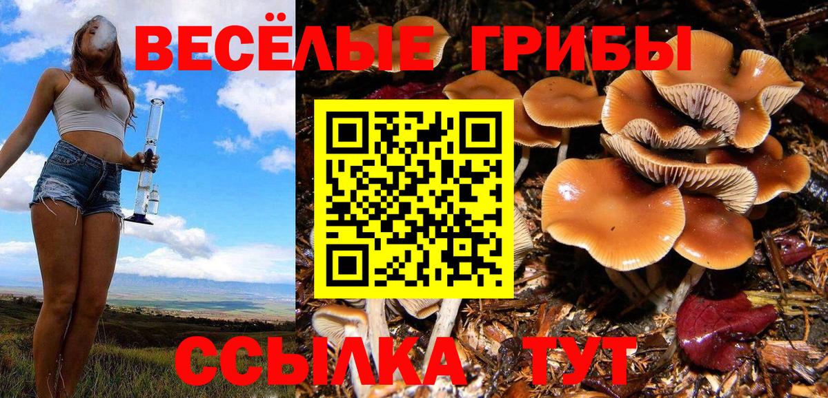 Галлюциногенные грибы мицелий Горно-Алтайск